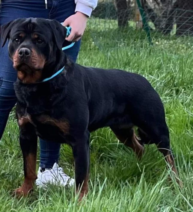 Les Rottweiler de l'affixe de l'Empire des Ch'tis