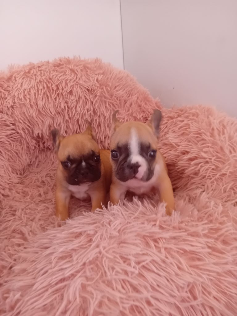 chiot Bouledogue français de l'Empire des Ch'tis