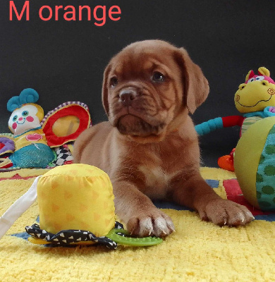 M orange