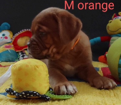 M orange