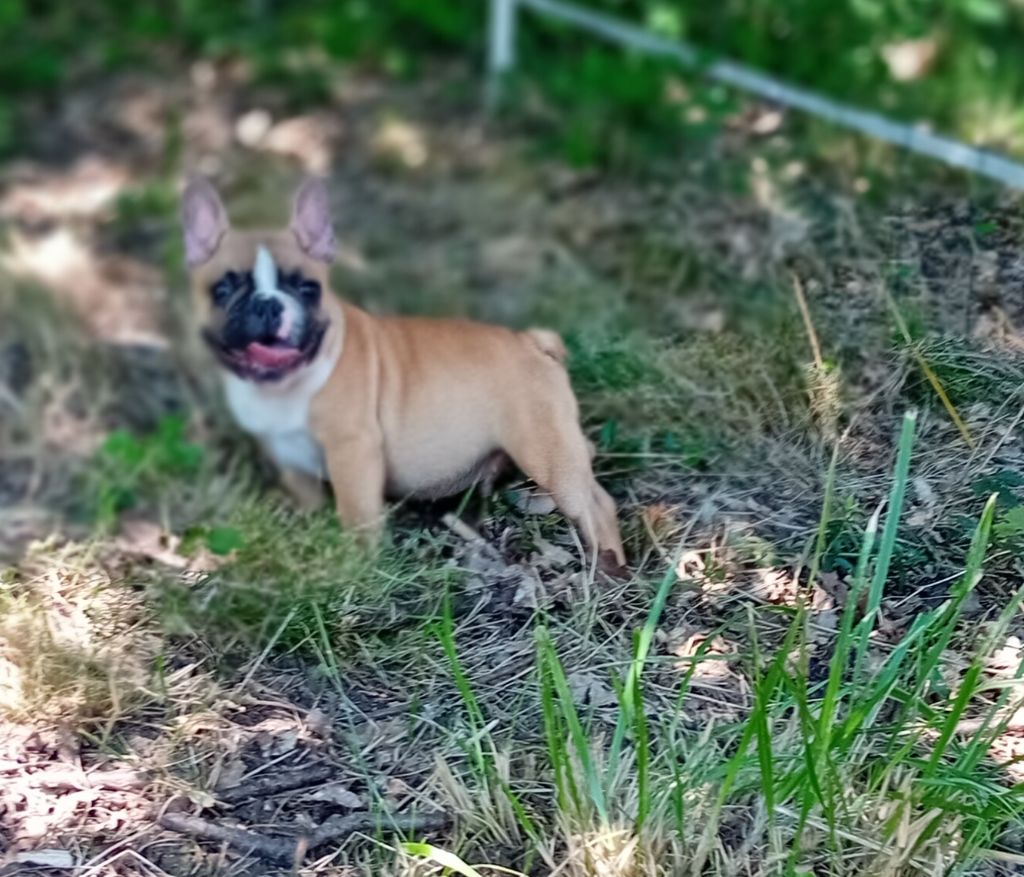 de l'Empire des Ch'tis - Chiot disponible  - Bouledogue français