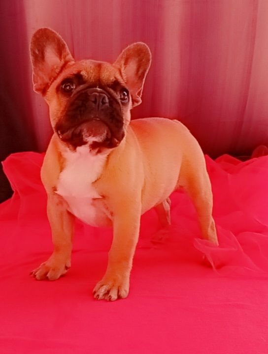 de l'Empire des Ch'tis - Chiot disponible  - Bouledogue français