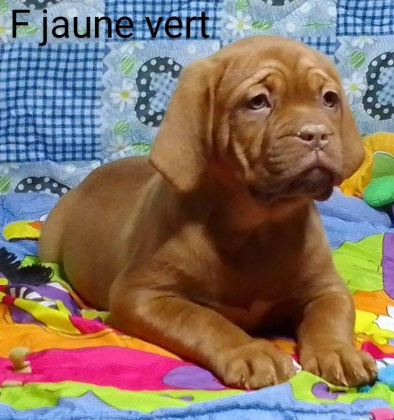 de l'Empire des Ch'tis - Chiots disponibles - Dogue de Bordeaux